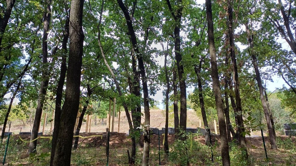 Стало відомо навіщо в Тунельній балці в Дніпрі рубають дерева та що будують