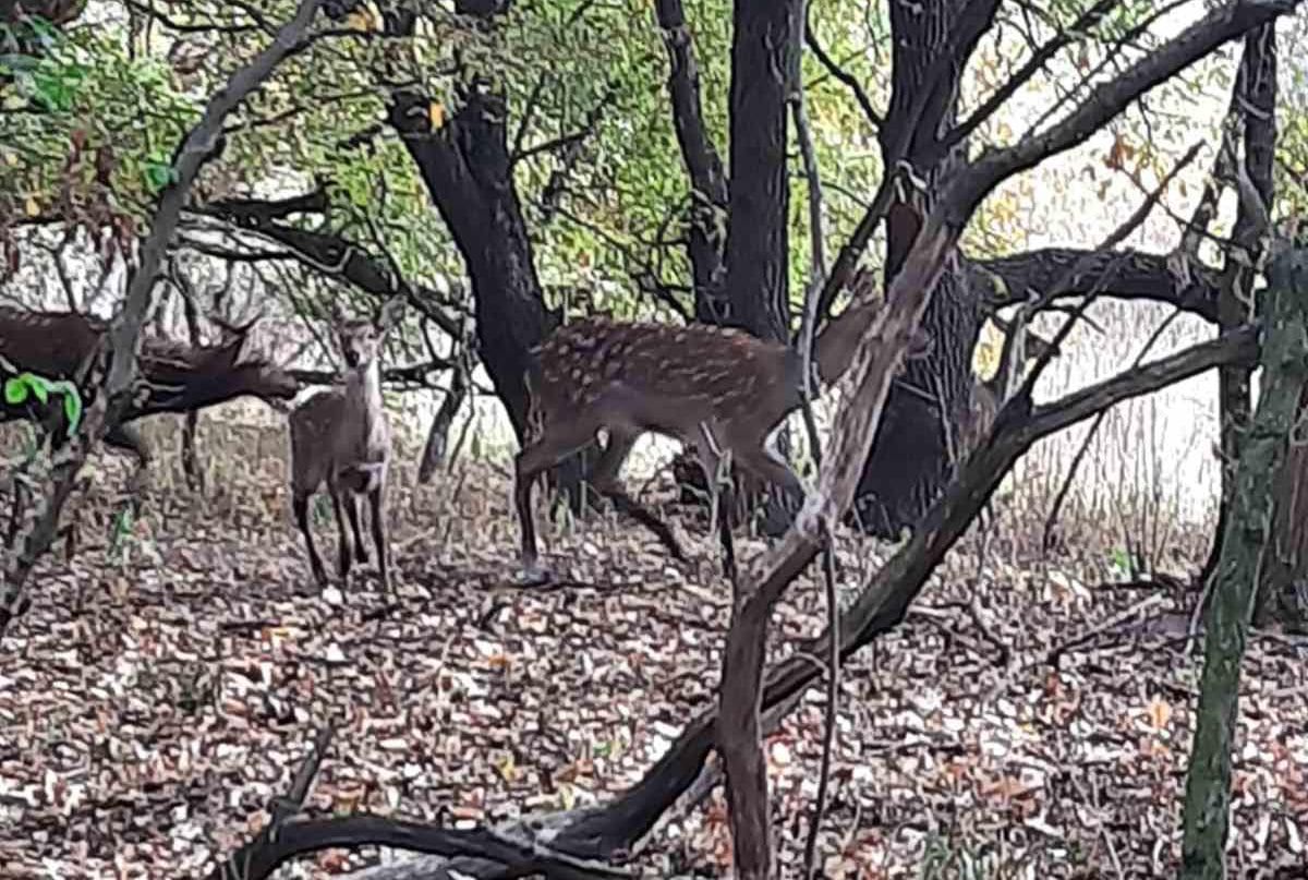 Возле Днепра заметили японских оленей (фото)