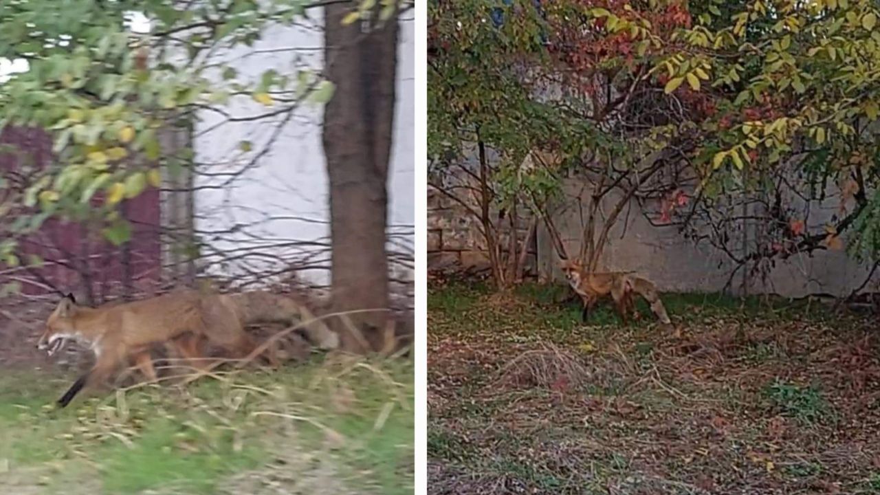 фото_2024-10-29_16-11-13