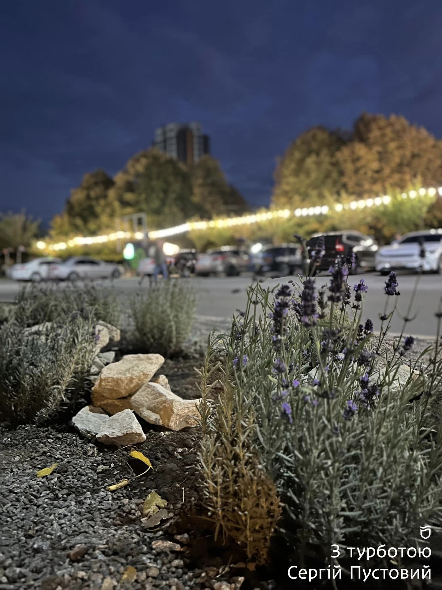 В Днепре появился лавандовый оазис