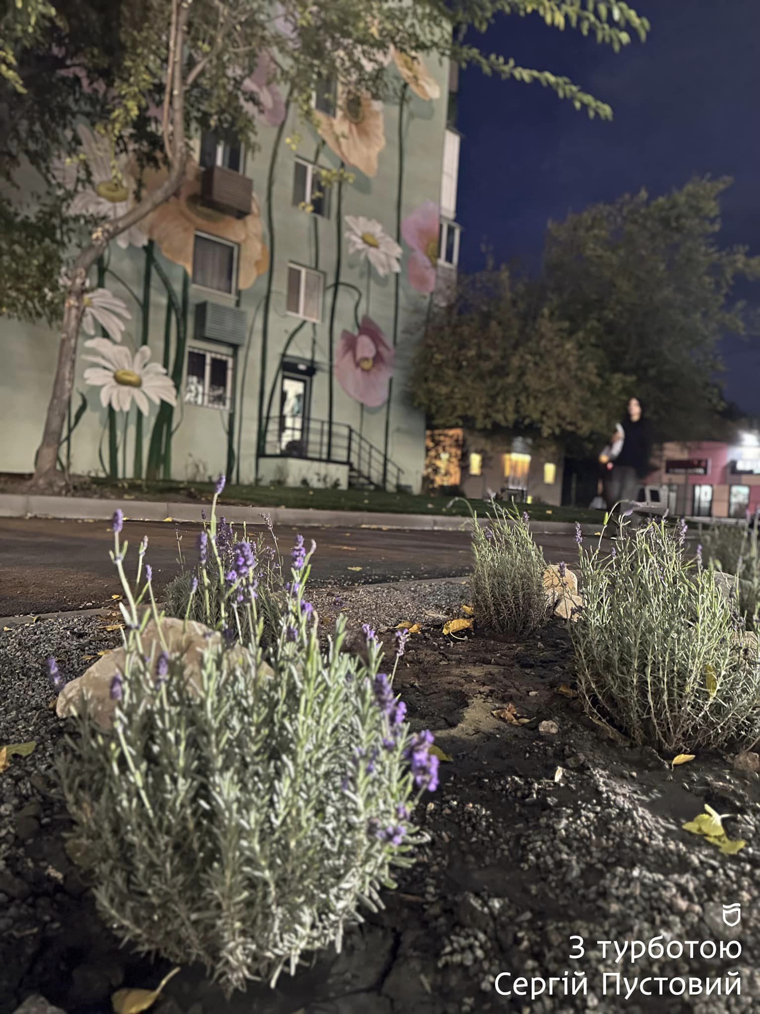 В Днепре появился лавандовый оазис