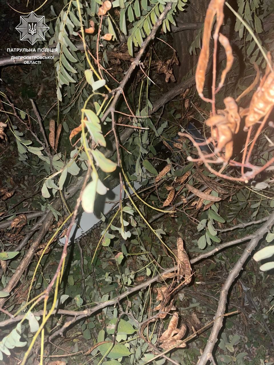 В Днепре неизвестные незаконно пилили деревья в Новокодакском районе