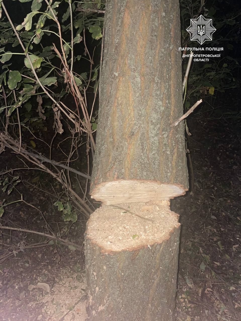 В Днепре неизвестные незаконно пилили деревья в Новокодакском районе