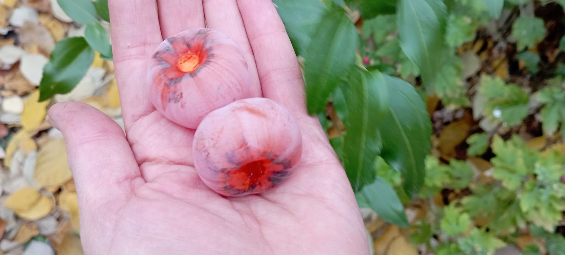 Садоводы Днепропетровщины похвастались собственным урожаем экзотической хурмы