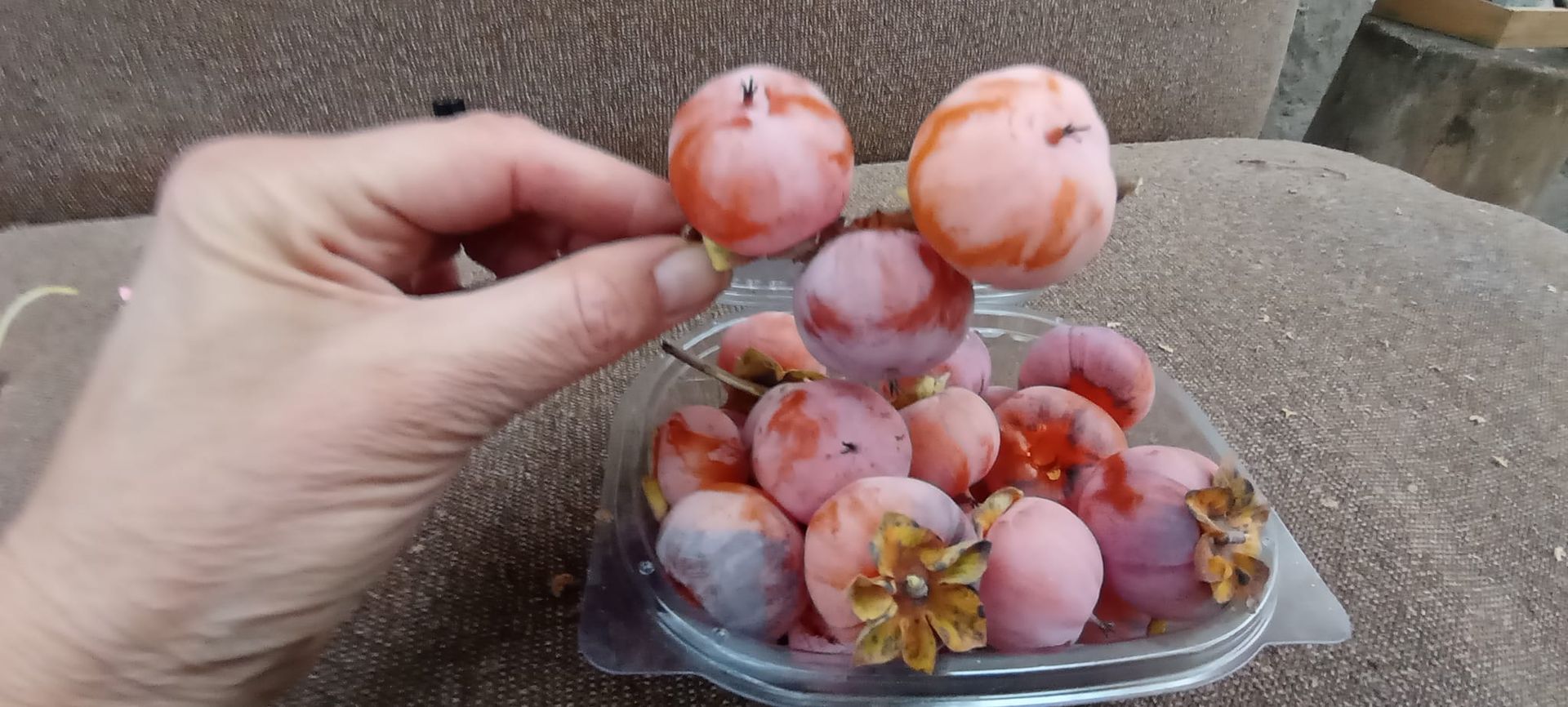 Садоводы Днепропетровщины похвастались собственным урожаем экзотической хурмы