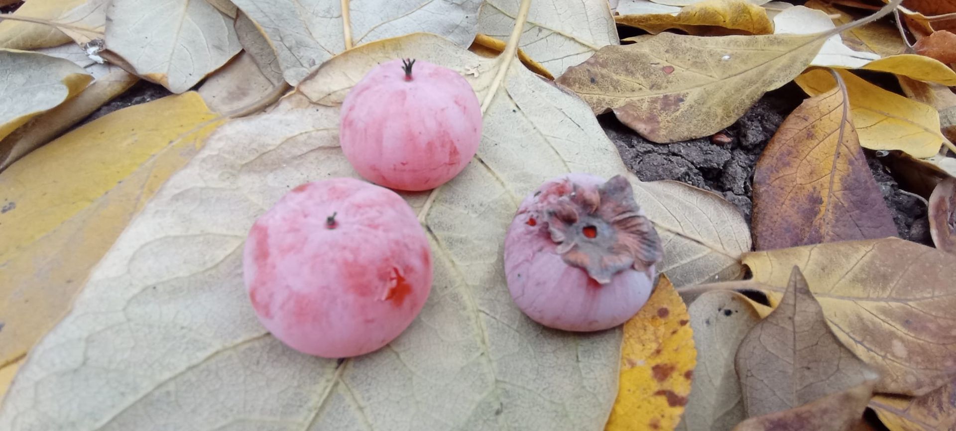 Садоводы Днепропетровщины похвастались собственным урожаем экзотической хурмы