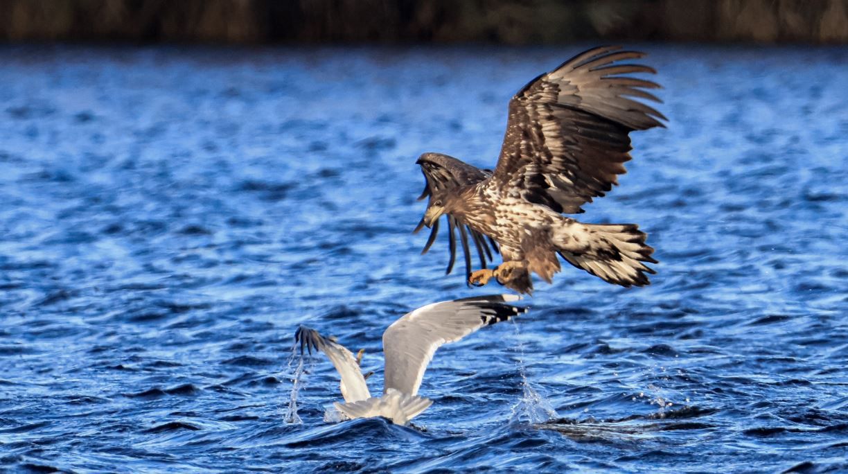 В Днепре сняли на камеру орлана-белохвоста во время охоты