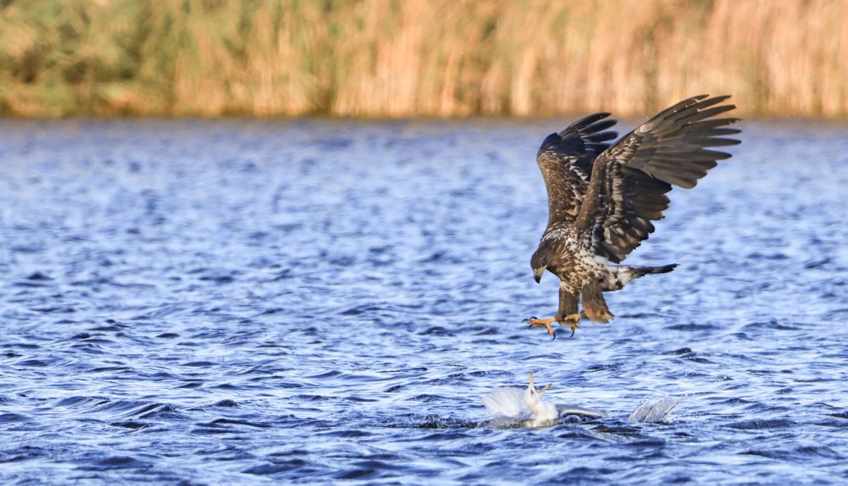 В Днепре сняли на камеру орлана-белохвоста во время охоты