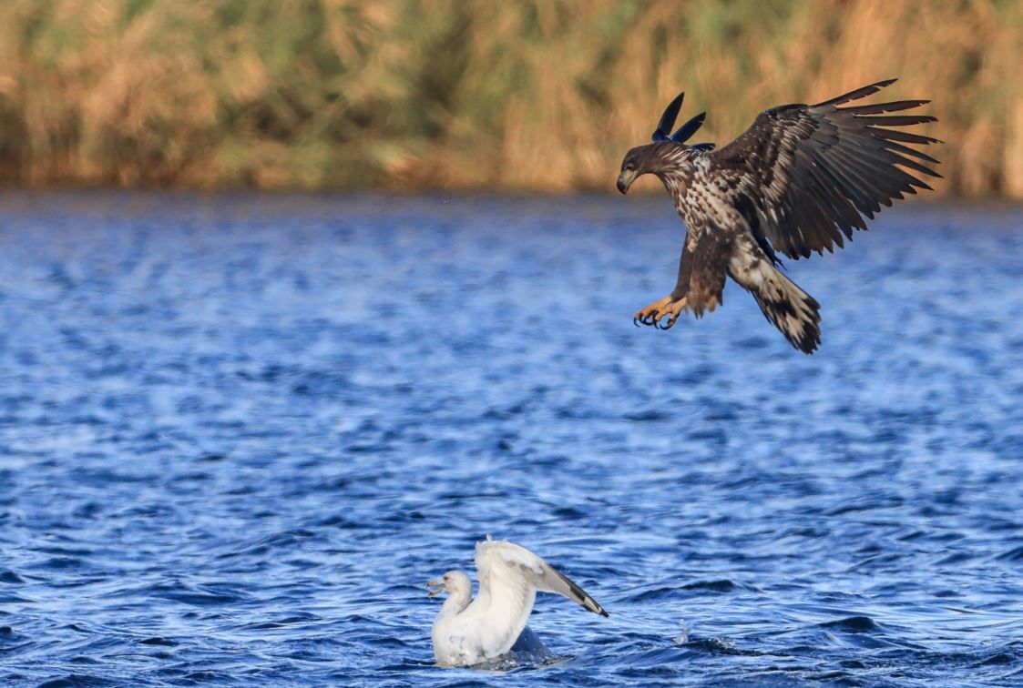 В Днепре сняли на камеру орлана-белохвоста во время охоты