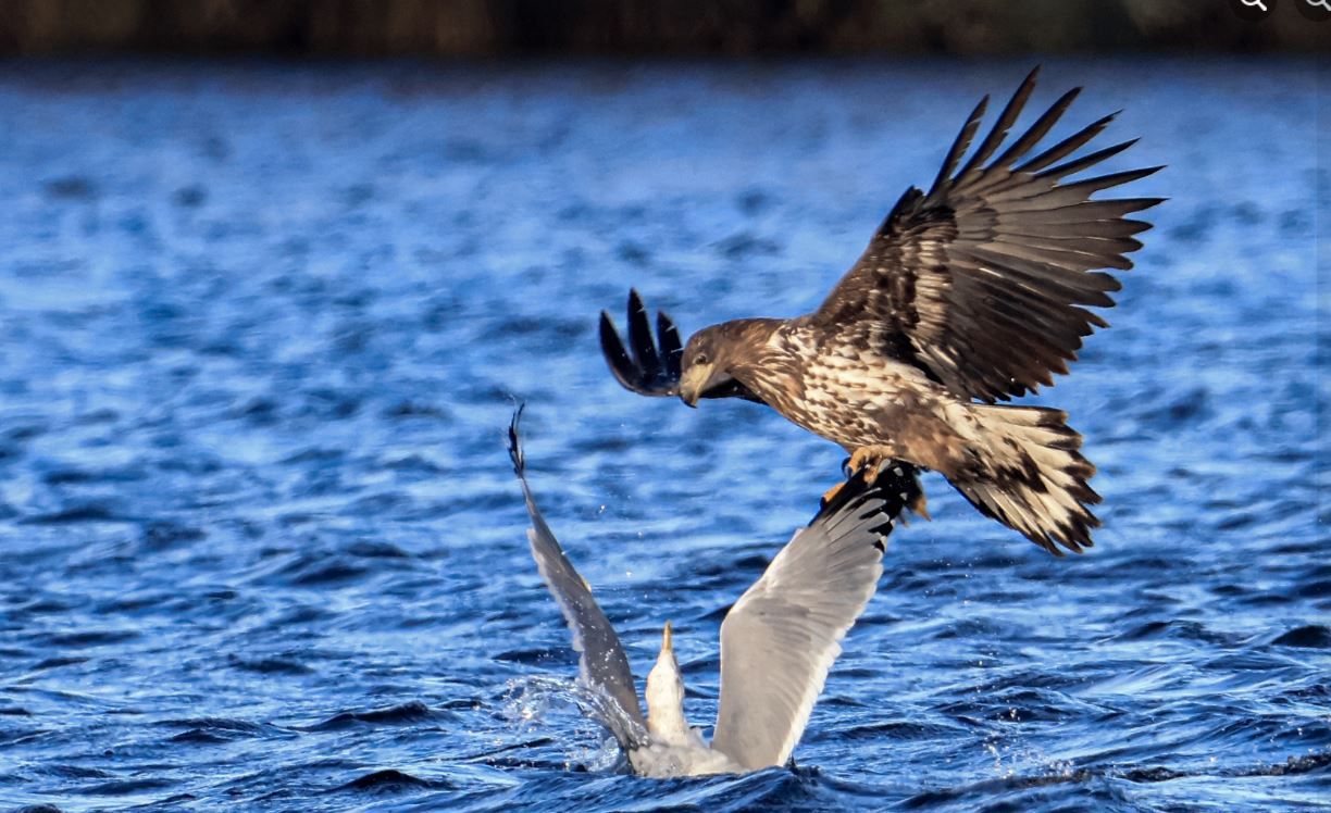 В Днепре сняли на камеру орлана-белохвоста во время охоты