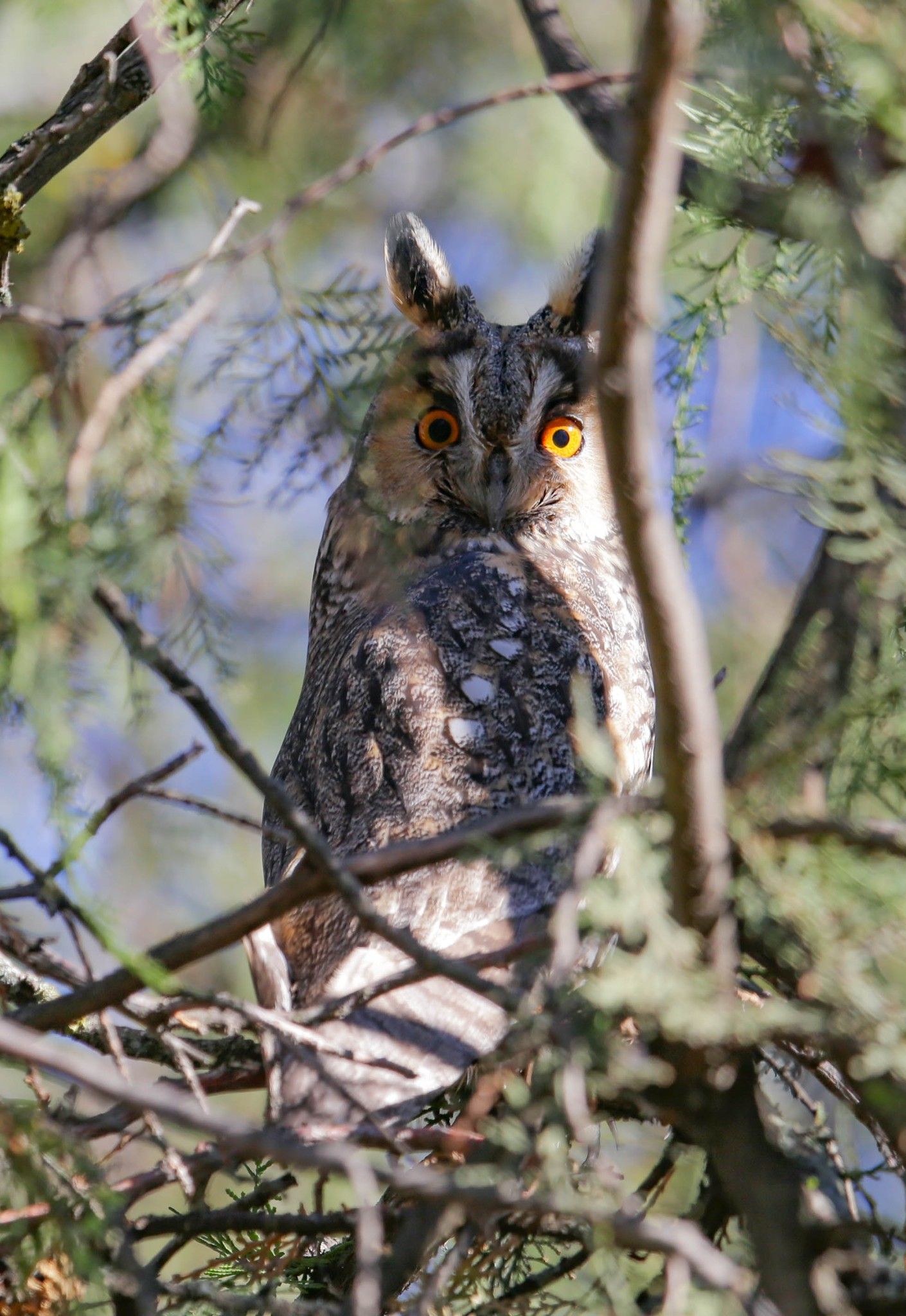 У Кривому Розі помітили зимове поселення вухастих сов (фото)