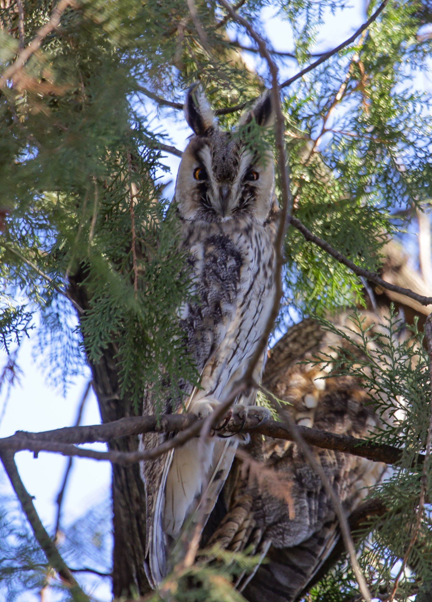 У Кривому Розі помітили зимове поселення вухастих сов (фото)
