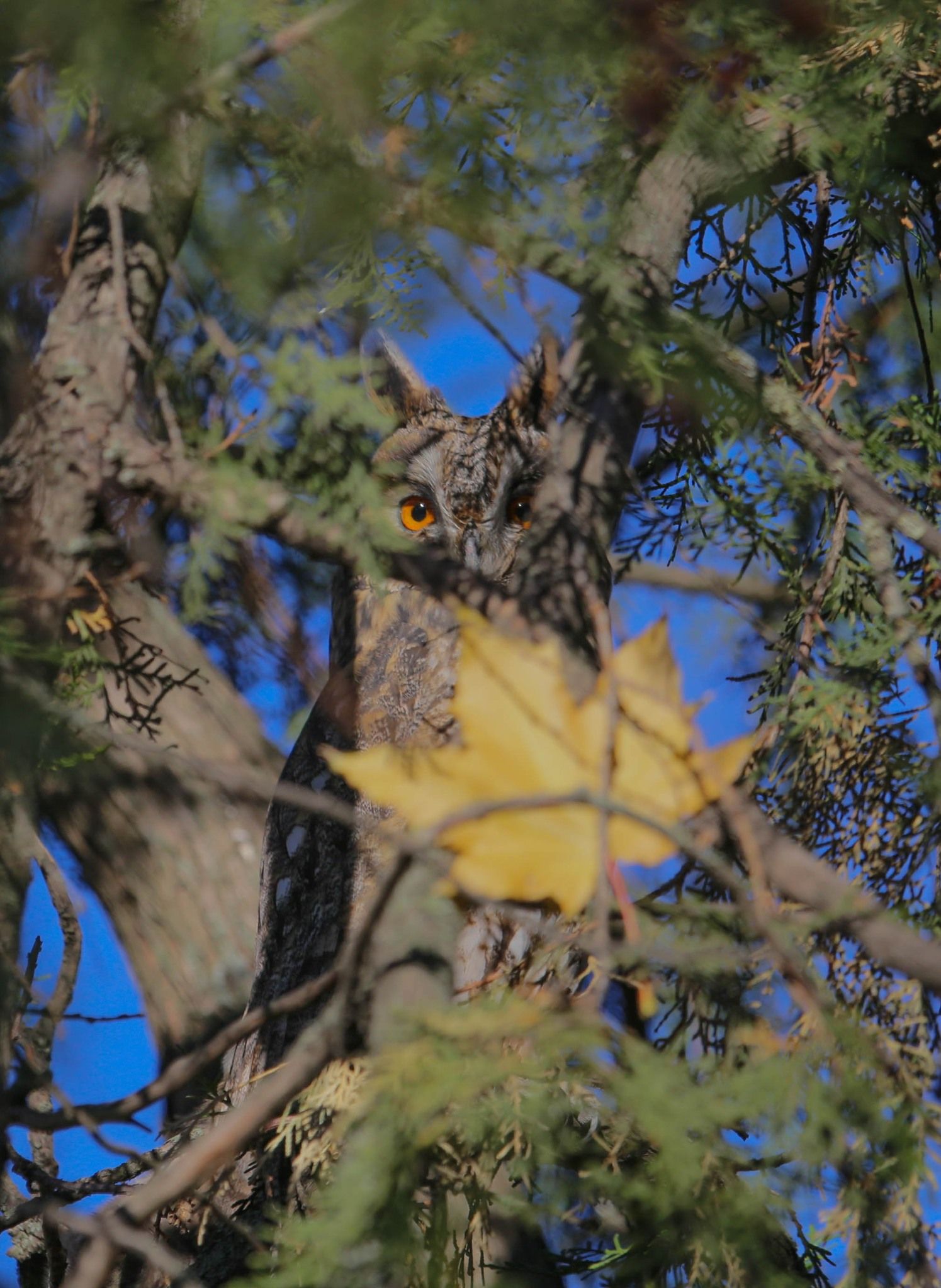 У Кривому Розі помітили зимове поселення вухастих сов (фото)