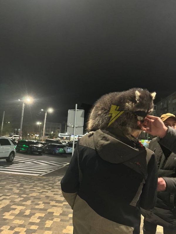 У Дніпрі на проспекті Науки вигулювали єнота (фото)