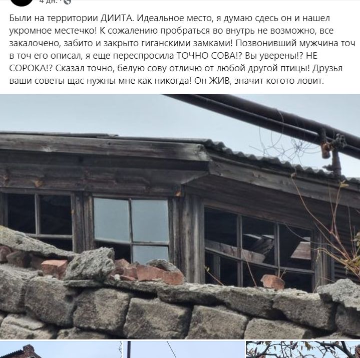 Главное, что жива: в Днепре вторую неделю ищут потерянную редкую сову