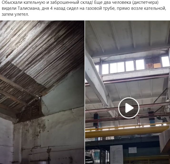 Главное, что жива: в Днепре вторую неделю ищут потерянную редкую сову