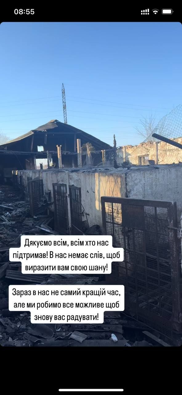 Понемногу приходят в себя: состояние уцелевших животных после пожара на конеферме возле Каменского.