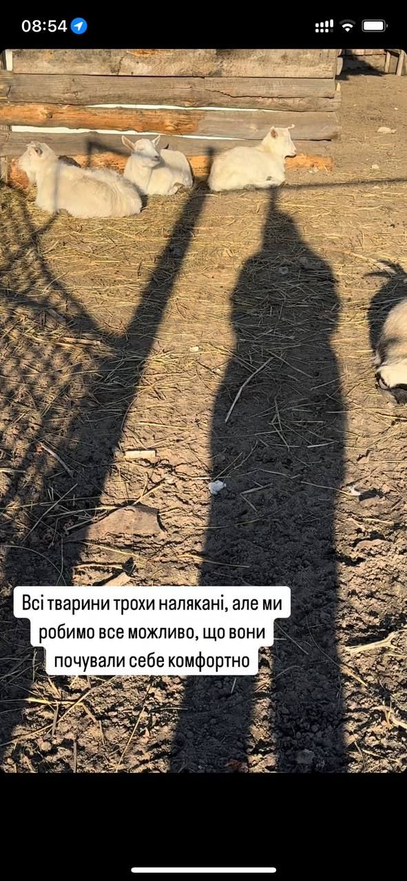 Понемногу приходят в себя: состояние уцелевших животных после пожара на конеферме возле Каменского.