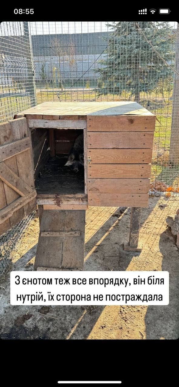 Понемногу приходят в себя: состояние уцелевших животных после пожара на конеферме возле Каменского.