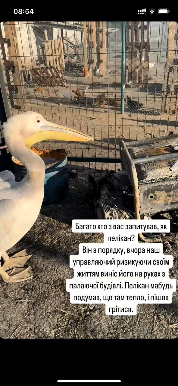 Понемногу приходят в себя: состояние уцелевших животных после пожара на конеферме возле Каменского.