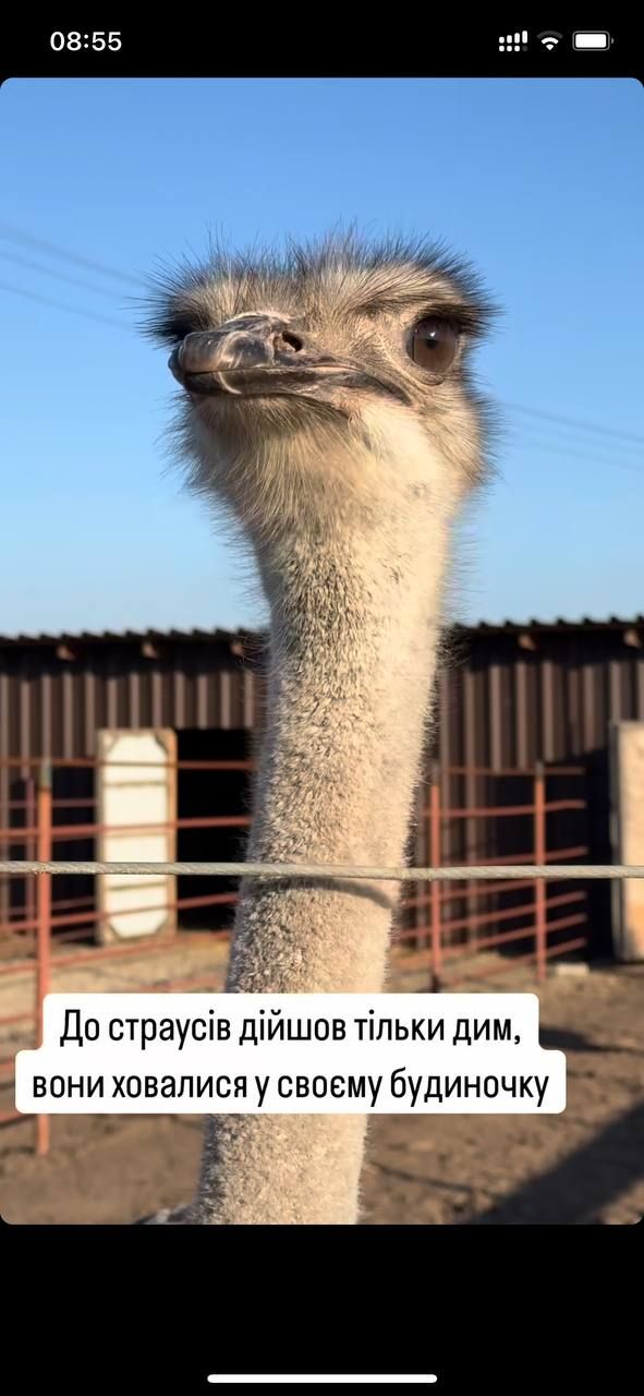 Понемногу приходят в себя: состояние уцелевших животных после пожара на конеферме возле Каменского.