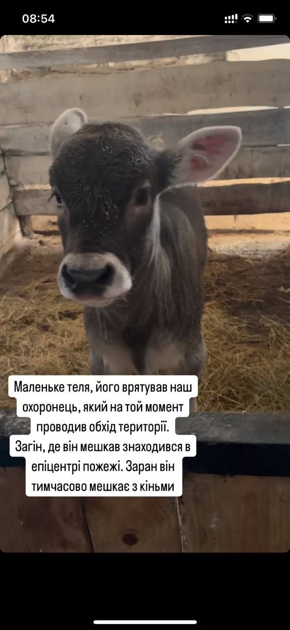 Понемногу приходят в себя: состояние уцелевших животных после пожара на конеферме возле Каменского.