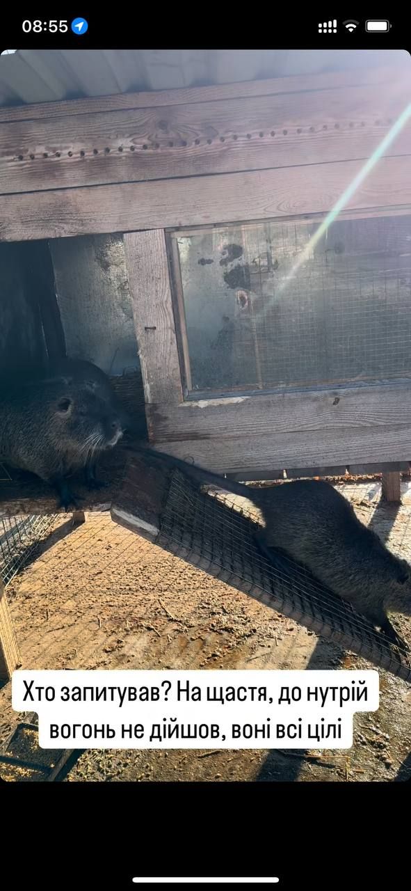 Понемногу приходят в себя: состояние уцелевших животных после пожара на конеферме возле Каменского.