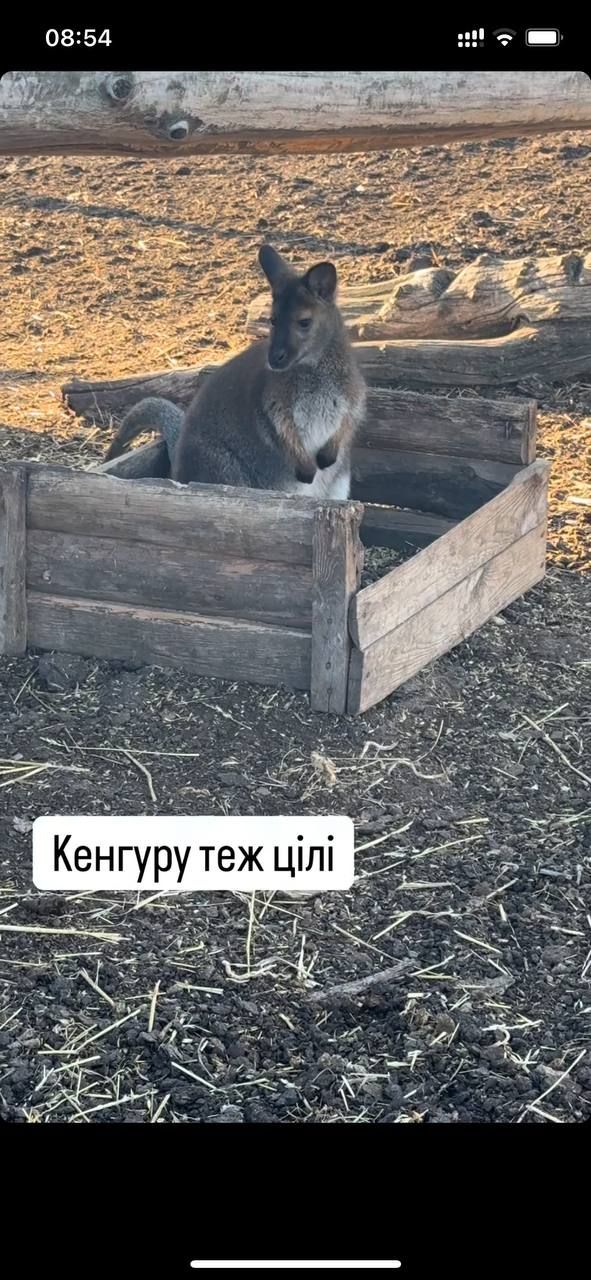 Понемногу приходят в себя: состояние уцелевших животных после пожара на конеферме возле Каменского.