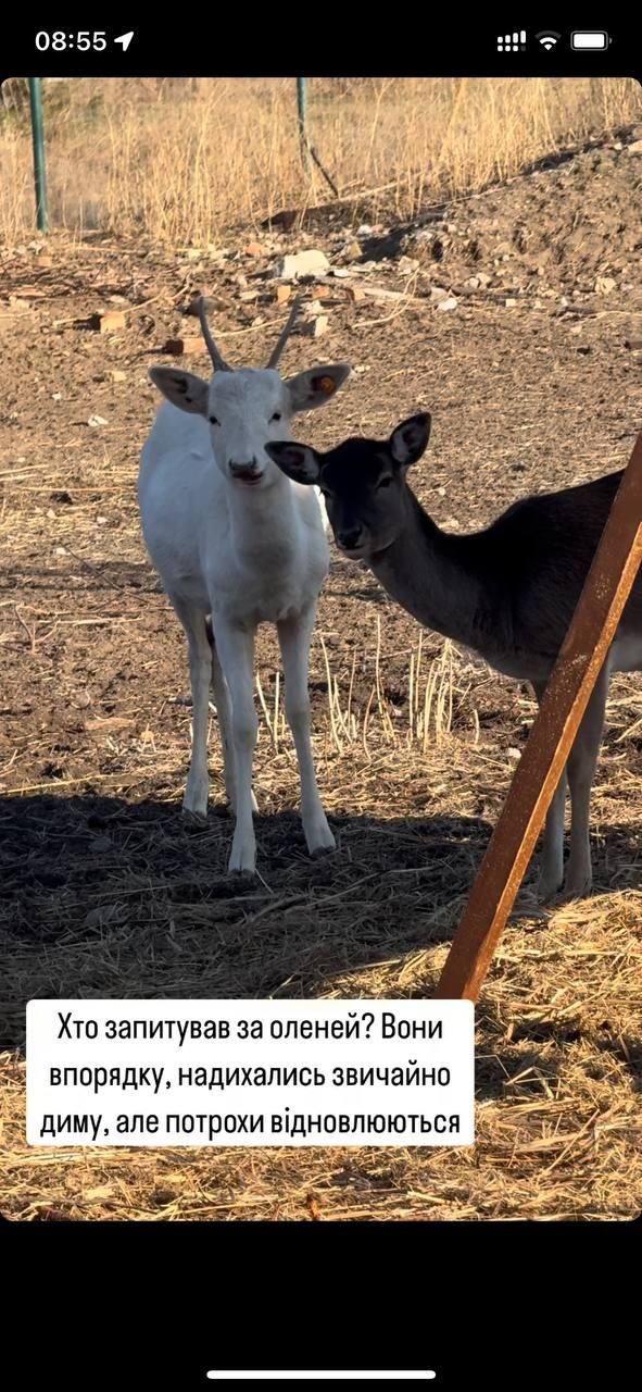 Понемногу приходят в себя: состояние уцелевших животных после пожара на конеферме возле Каменского.