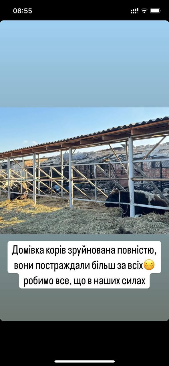 Понемногу приходят в себя: состояние уцелевших животных после пожара на конеферме возле Каменского.