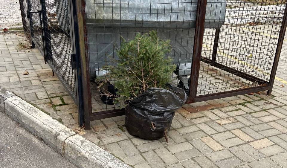 photo_2024-11-25_12-52-34 Викинули ялинку на ж/м Перемога. Фото: Андрій Цимбаков