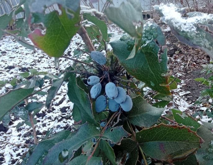 На Дніпропетровщині взимку збирають врожай орегонського винограду