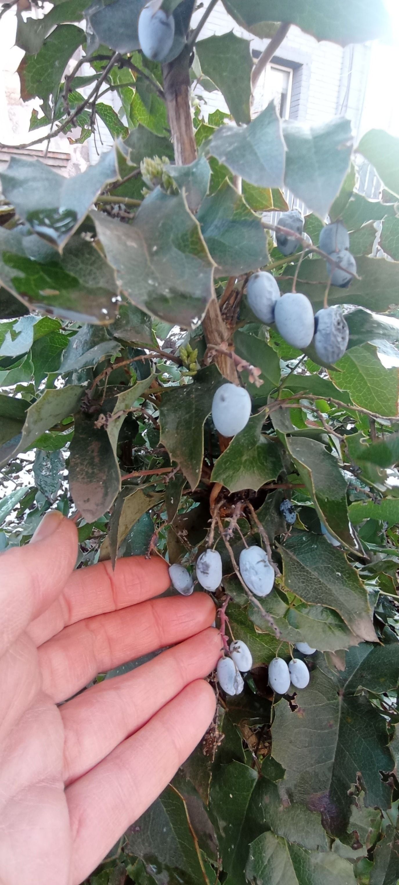На Дніпропетровщині взимку збирають врожай орегонського винограду