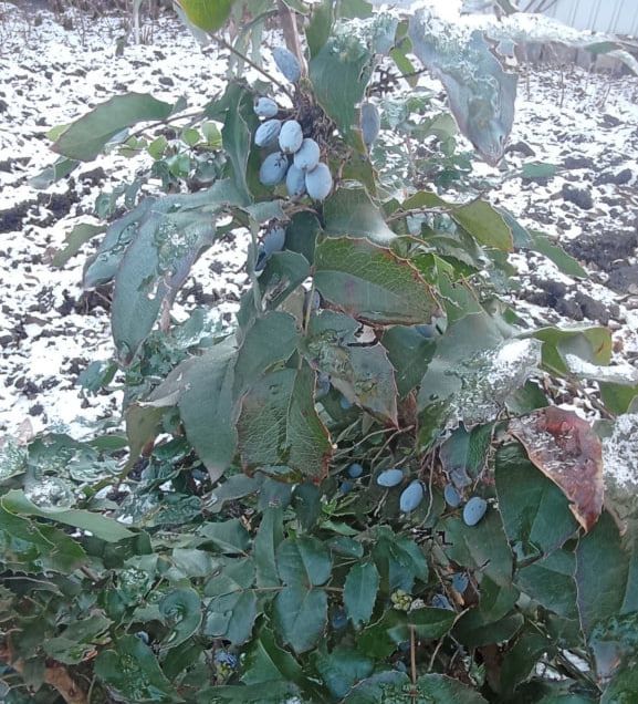 На Дніпропетровщині взимку збирають врожай орегонського винограду