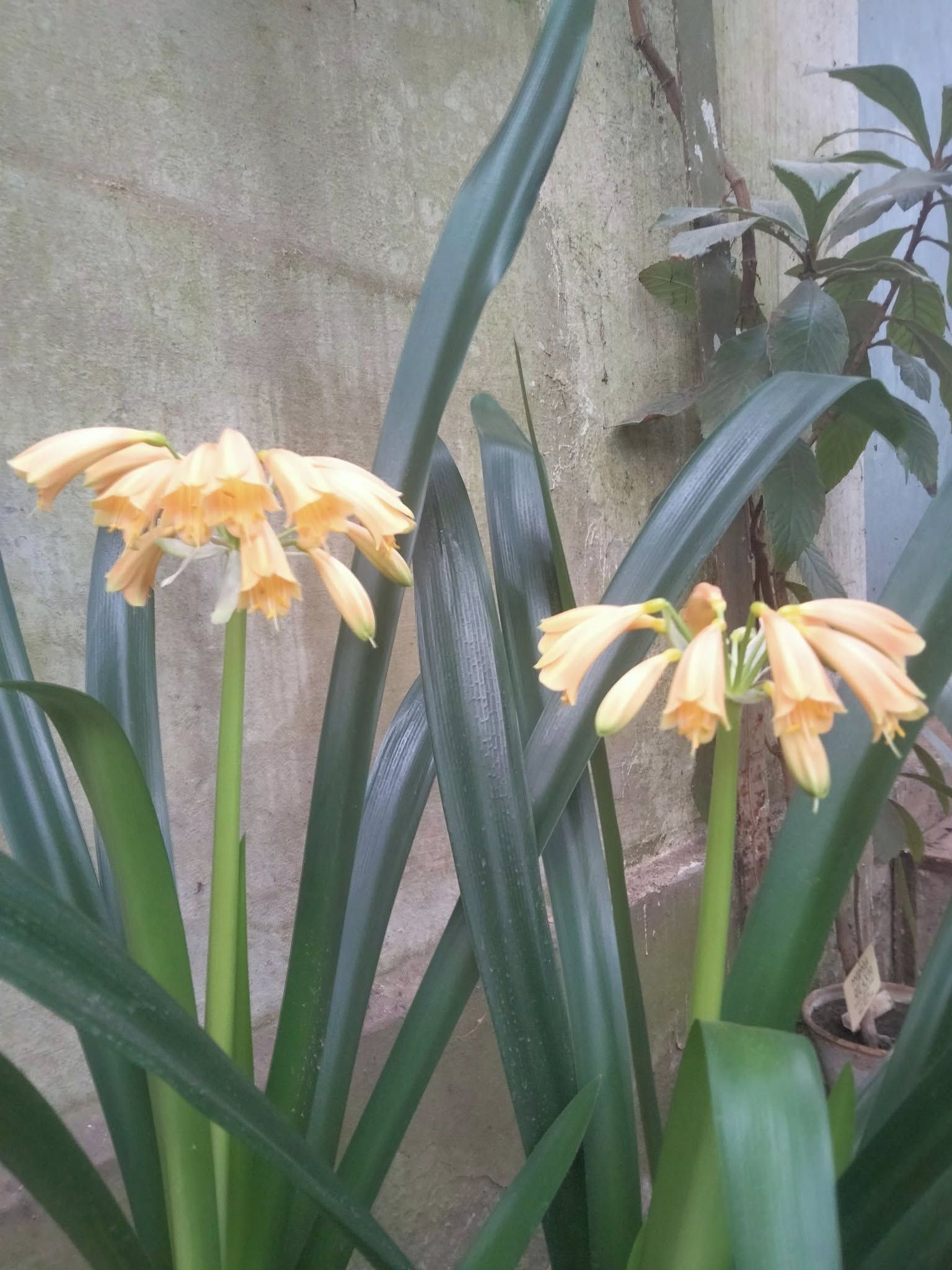 У ботсаду у Дніпрі розквітли квіти-пташки