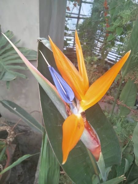 У ботсаду у Дніпрі розквітли квіти-пташки