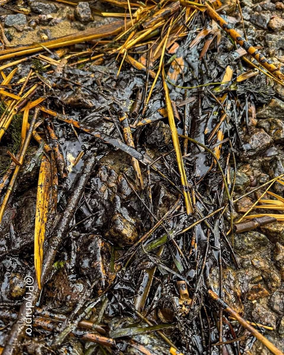 У Придніпровську на річці помітили дивні чорні плями та розводи