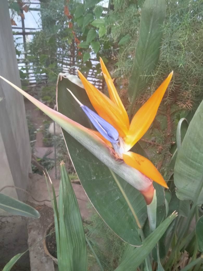 У ботсаду у Дніпрі розквітли квіти-пташки