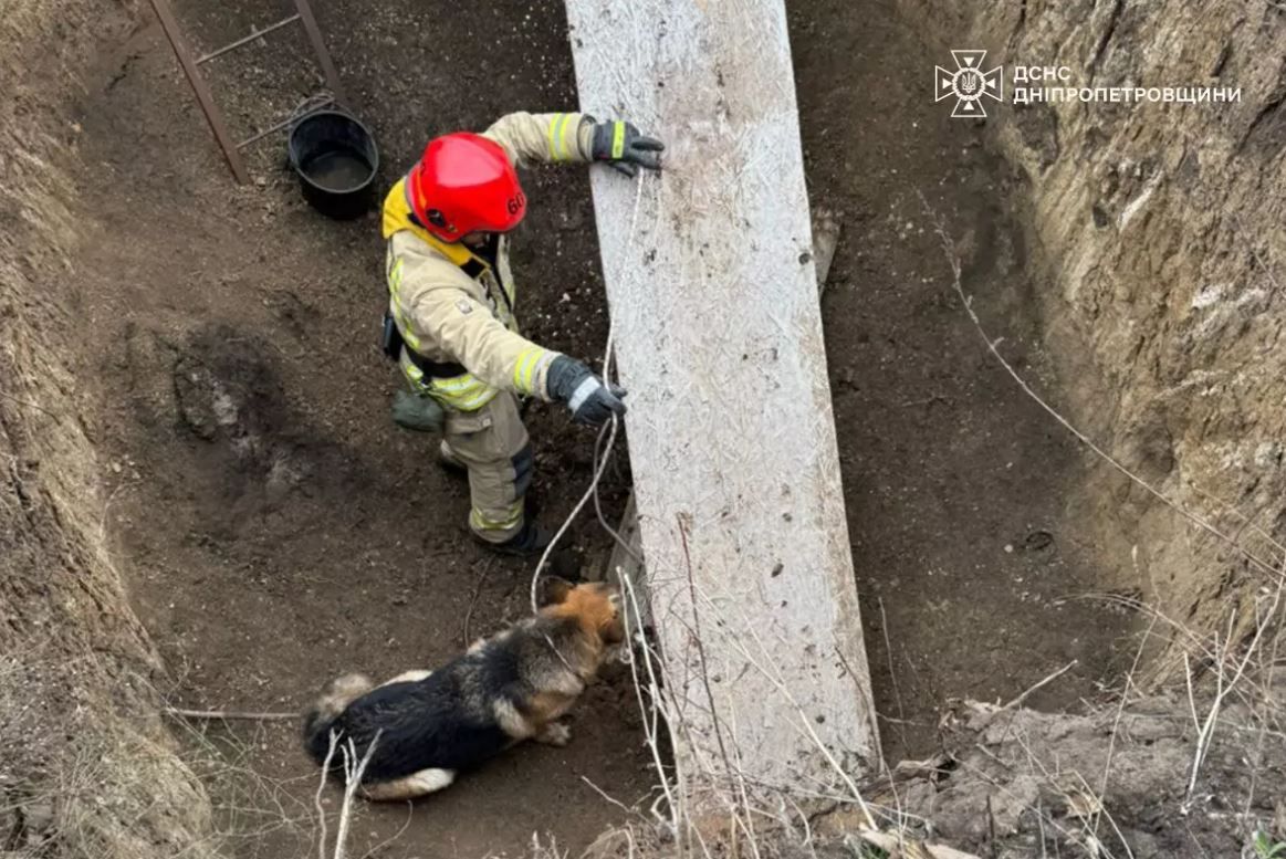 Собака в ямі