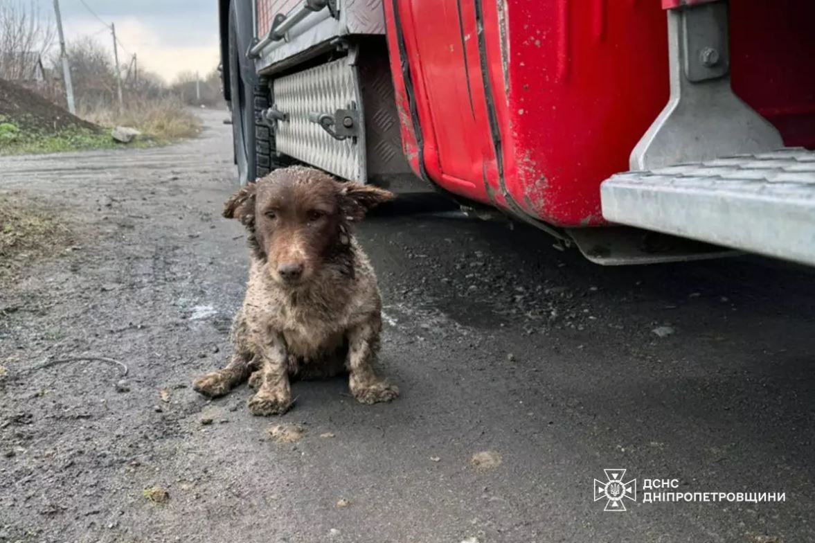 Врятована собака