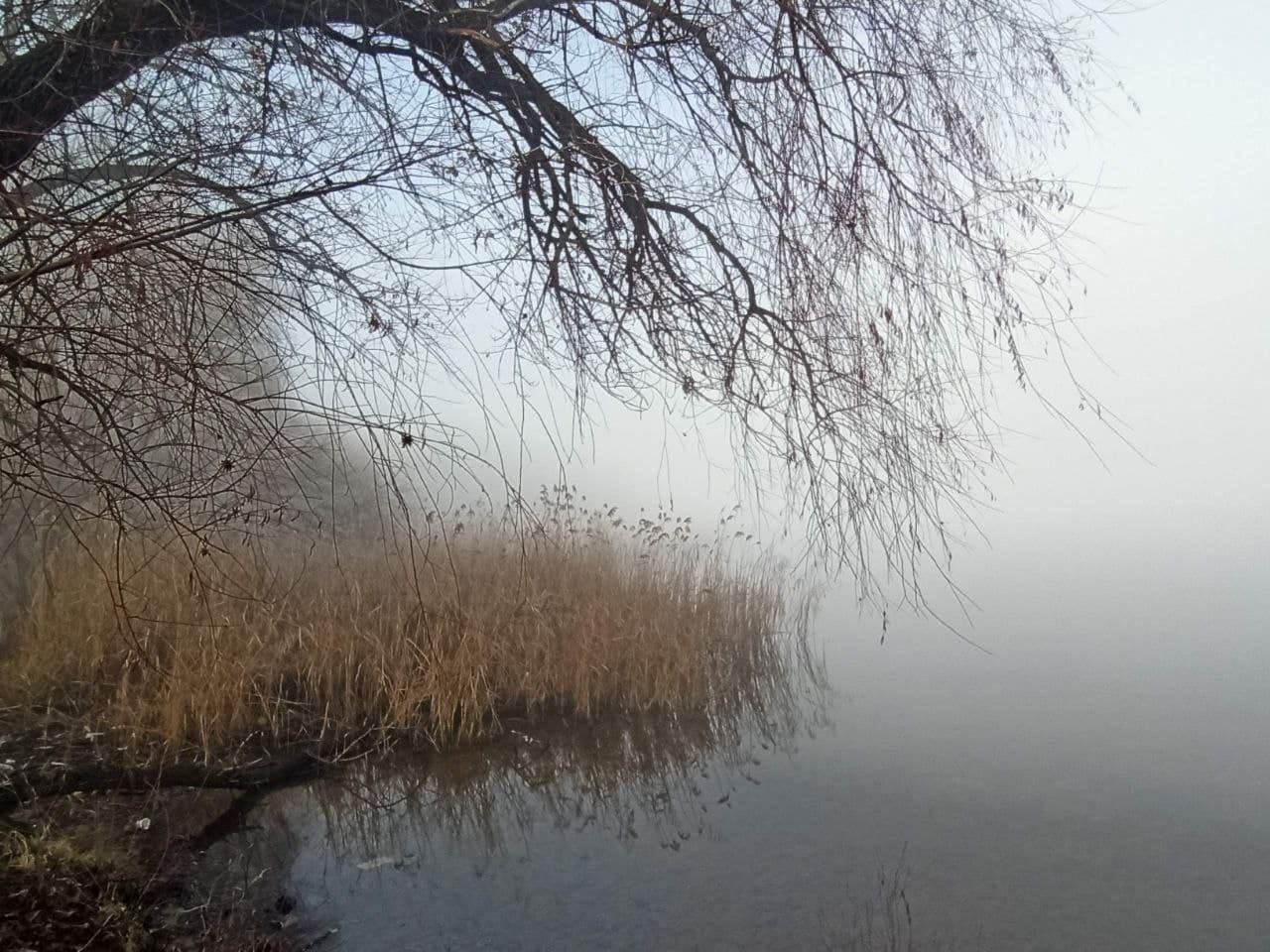 Новобудови "зависли" над водою: як виглядає коса на Перемозі під покровом туману (фото)