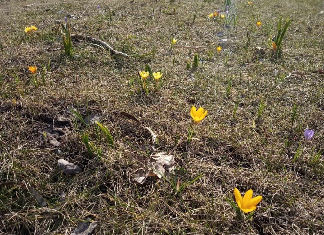 Крокусы на Набережной Победы