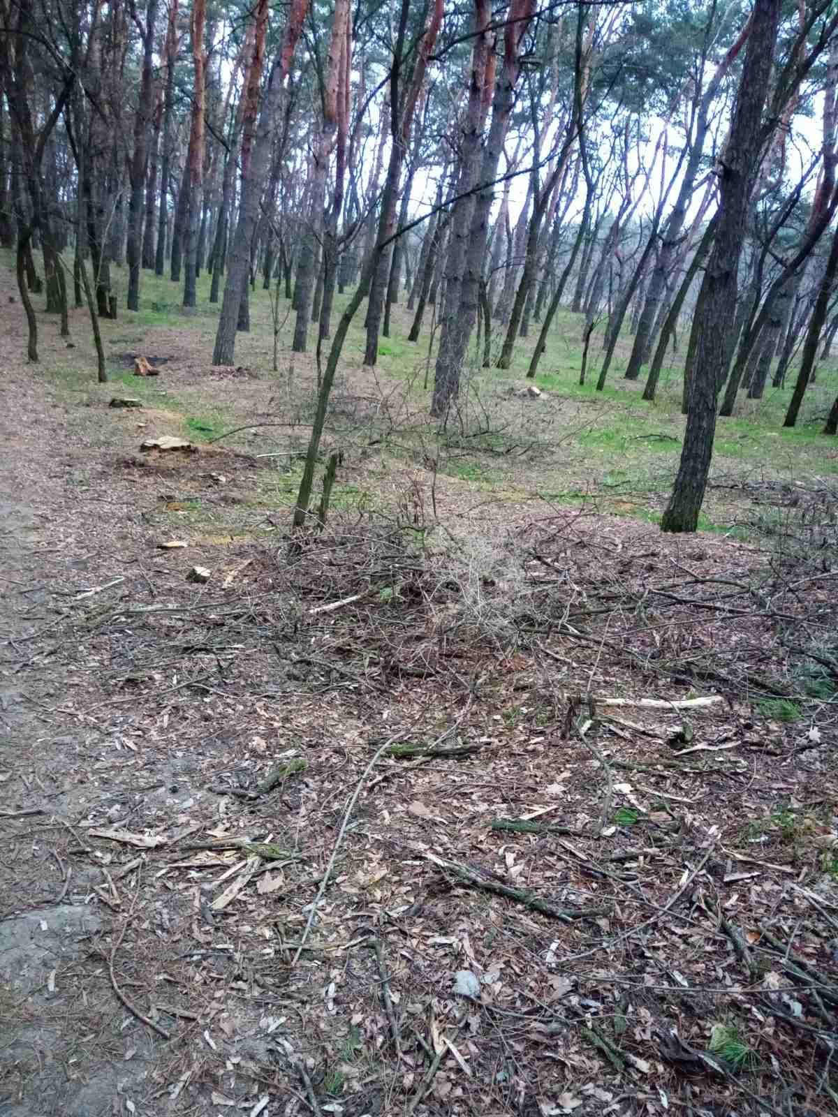 В Днепре на ж/м Северный кто-то вырубает здоровые сосны