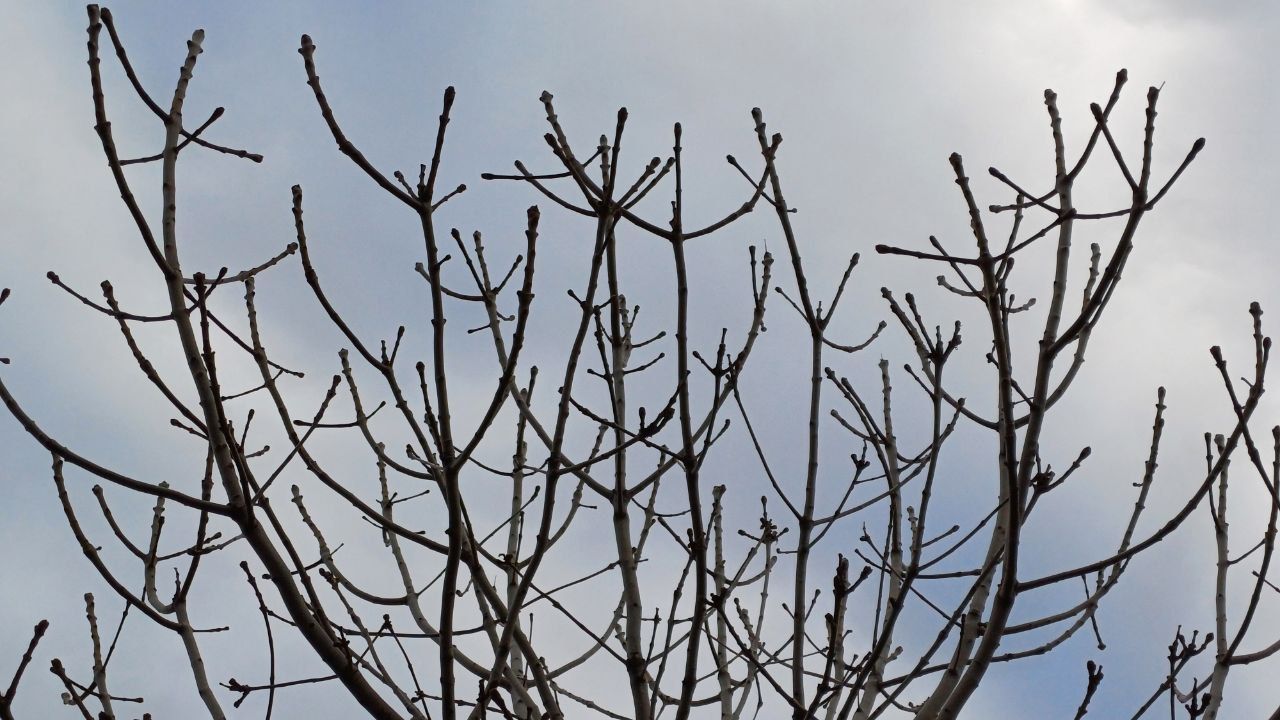 Своя климатическая зона: в Днепре на набережной расцвели десятки крокусов, лужайка и сакуры.