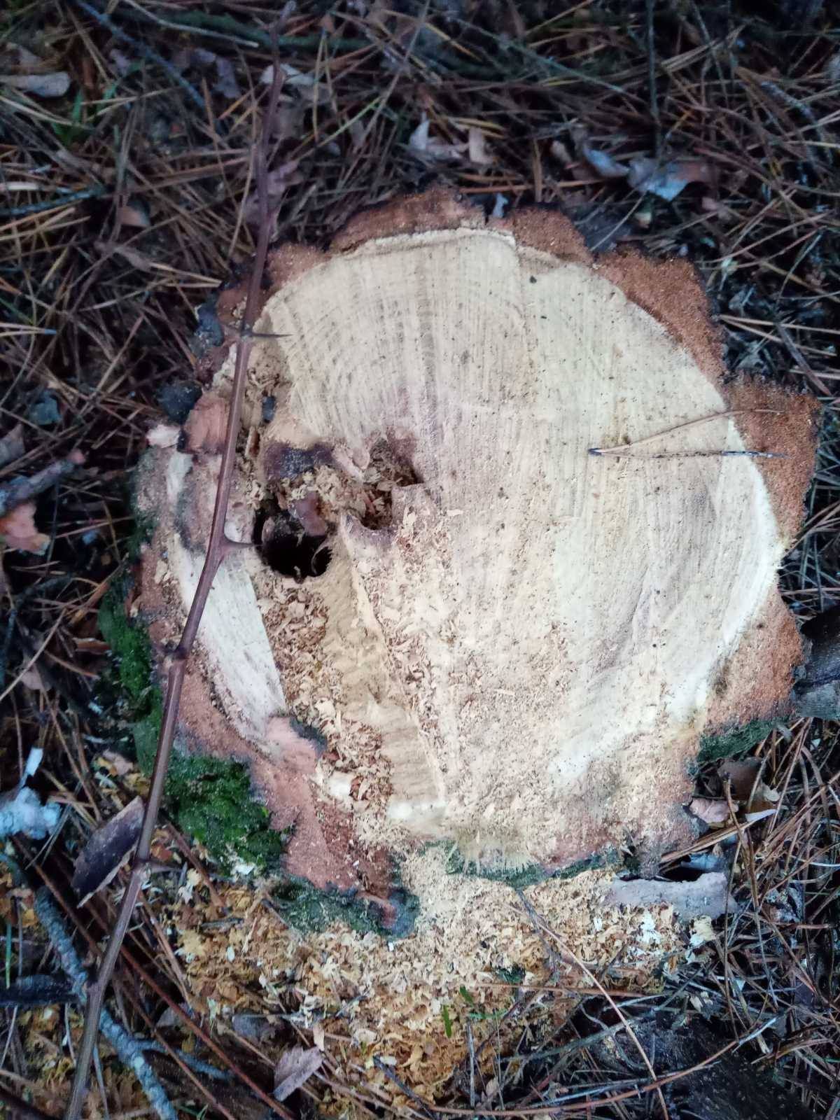 В Днепре на ж/м Северный кто-то вырубает здоровые сосны
