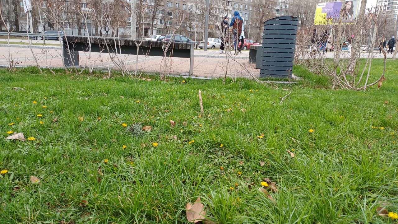 Своя климатическая зона: в Днепре на набережной расцвели десятки крокусов, лужайка и сакуры.