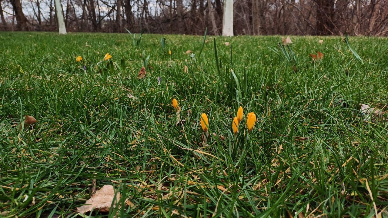 Своя климатическая зона: в Днепре на набережной расцвели десятки крокусов, лужайка и сакуры.