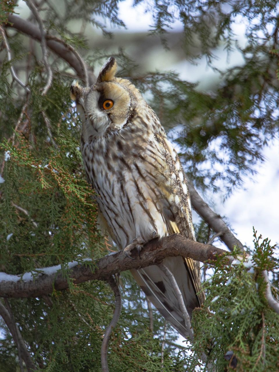 Поблизу Кривого Рогу знайшли ще одне зимове “поселення” вухастих сов
