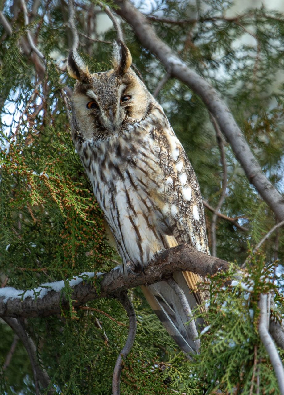 Поблизу Кривого Рогу знайшли ще одне зимове “поселення” вухастих сов