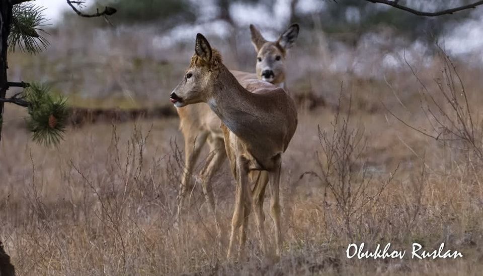 Символ дикої природи Європи: у Дніпрі помітили незвичайних козуль